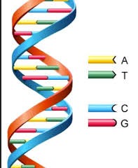 ما مدى توازن الحمض النووي التنظيمي الخاص بمنظمتك ؟ How Balanced Is Your Organizational DNA?